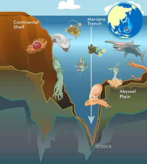 世界上最深的海沟：马里亚纳海沟 最大水深为11034米