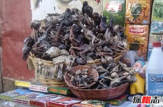 诡异的墨西哥索诺拉巫术市场，动物的死尸竟然能辟邪