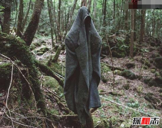 日本自杀森林充满咒怨，已搜出500具尸体(遍地都是尸骨)