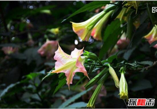 古代绿林蒙汗药，闻后长睡不起(曼陀罗花制成的迷情药)