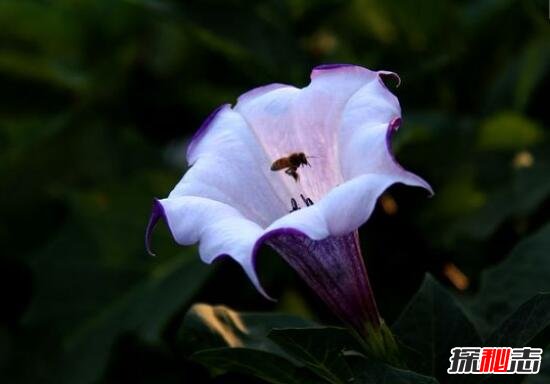 古代绿林蒙汗药，闻后长睡不起(曼陀罗花制成的迷情药)