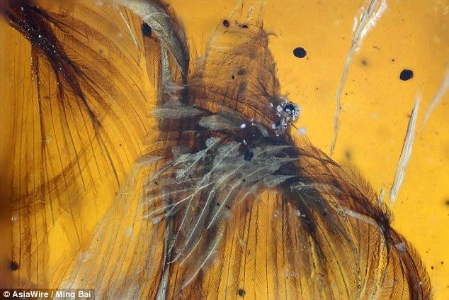 琥珀中困着1亿年的小鸟已绝灭