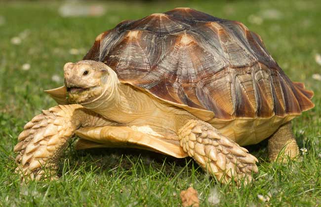 世界上最长寿的乌龟，轻松活百岁（寿命很长）