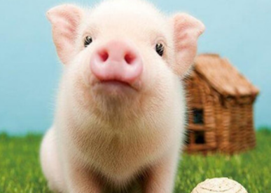 世界上最胖的猪，被誉为“世界猪王”（体重惊人）