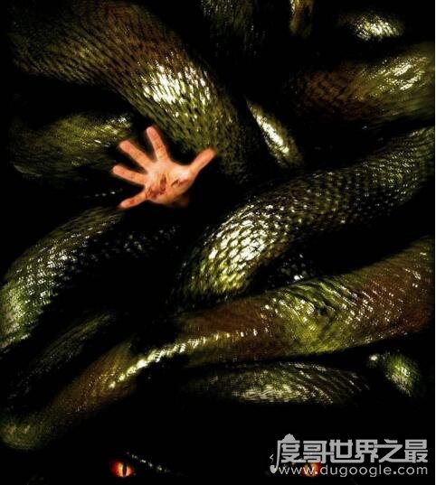 关于蛇的电影大全，香港电影青蛇评分8.4最经典
