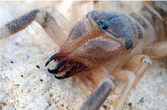 世界上最大的蜘蛛 骆驼蜘蛛长达25厘米(食肉性动物)