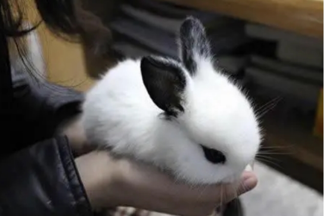 世界上最漂亮的兔子 公主兔拥有着漂亮的长相(性格活泼)