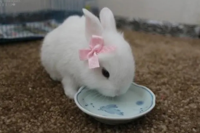 世界上最漂亮的兔子 公主兔拥有着漂亮的长相(性格活泼)