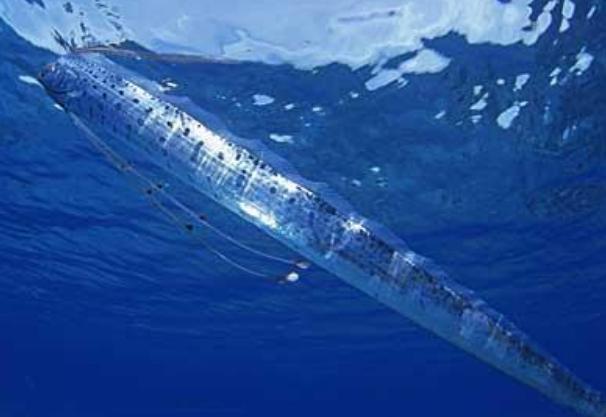 世界上最大的带鱼 鲱王皇带鱼长达15米 (硬骨鱼种类)
