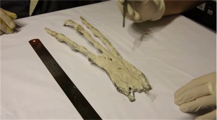 六十多厘米长的巨大手骨出现 和外星生命有关吗（没有关系）