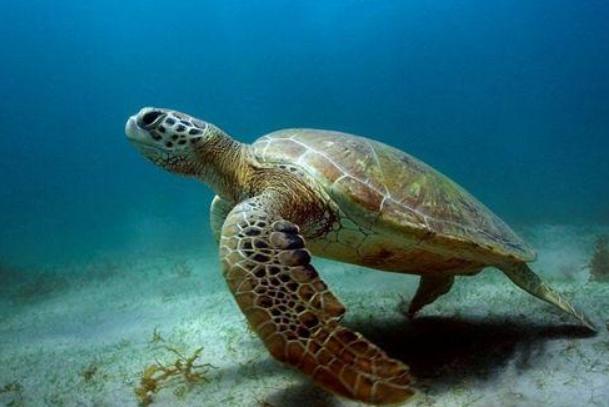 世界上最大的乌龟 绿海龟是海洋中爬行动物(海中生活)