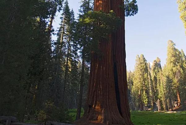 世界上最大的树 巨杉(来自美国加利福尼亚)