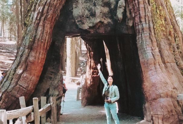 世界上最大的树 巨杉(来自美国加利福尼亚)