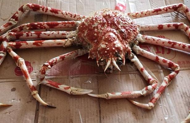 世界上最大的螃蟹排名 杀人蟹位居第1名(身长4.2米)