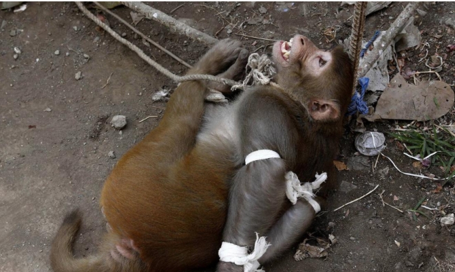 印度把猴子当神非洲把猴子当美食 地位差距这么大？（动物待遇）