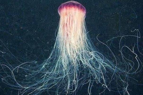 世界上毒性最强的动物 澳洲方水母(有毒刺细胞)