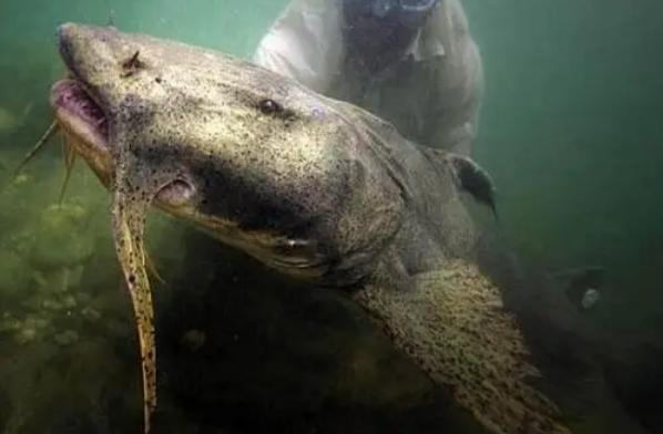 世界上最大的淡水鱼 坦克鸭嘴巨型鲶鱼 (被称水怪)