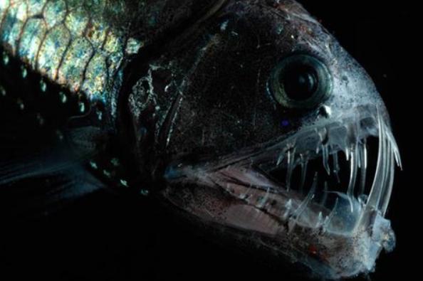 海底深处恐怖鱼类 外形吓人的毒蛇鱼 (生性残忍)