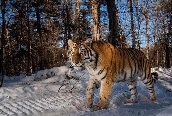 世界上最大的猫科动物 东北亚巨虎(体重800公斤)