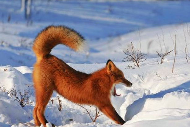 世界上最大的狐狸 赤狐(颜色不同)
