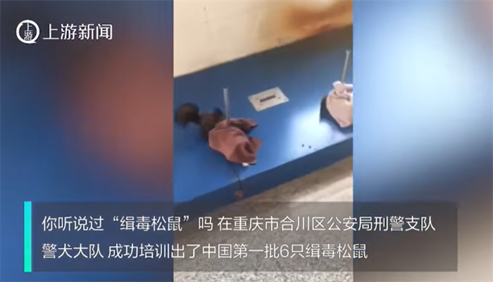 中国警方训练松鼠成为新一代毒品嗅探犬