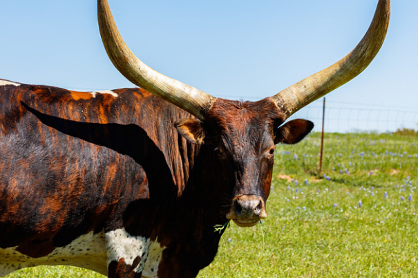 揭秘世界上角最长的动物 德克萨斯长角牛 (长达2.7米)