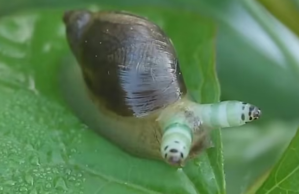 恐怖的僵尸蜗牛，大脑被寄生虫侵蚀 (成为傀儡)