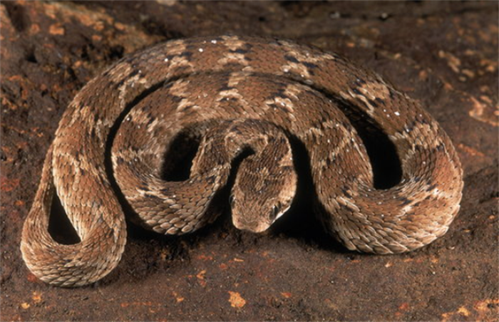 世界五大致命毒蛇排行榜：了解这些毒蛇，保护自己的生命安全