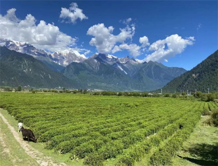 中国西藏：世界最高的农业种植区（4,300米）