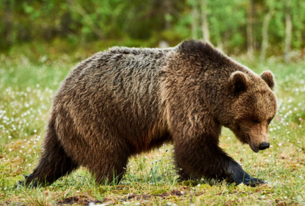 盘点世界上嗅觉最强的动物 熊(嗅觉区域大)