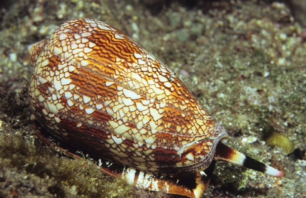 世界最毒的蜗牛 锥形蜗牛(毒液会致命)