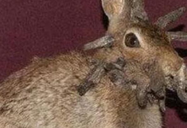 世界上最恐怖的兔子 肿瘤兔 (脸上长肿瘤)