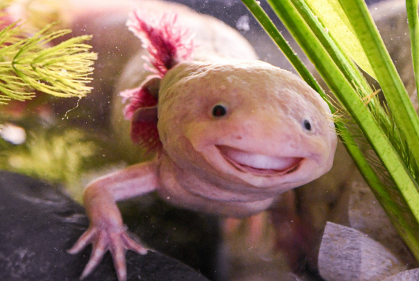 世界上最怪异的动物 墨西哥钝口螈(始终长不大)
