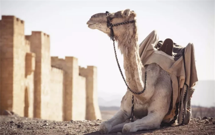 沙漠当中遇到死掉的骆驼 为啥根本不能碰？（野生动物）