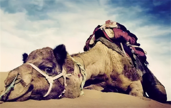 沙漠当中遇到死掉的骆驼 为啥根本不能碰？（野生动物）