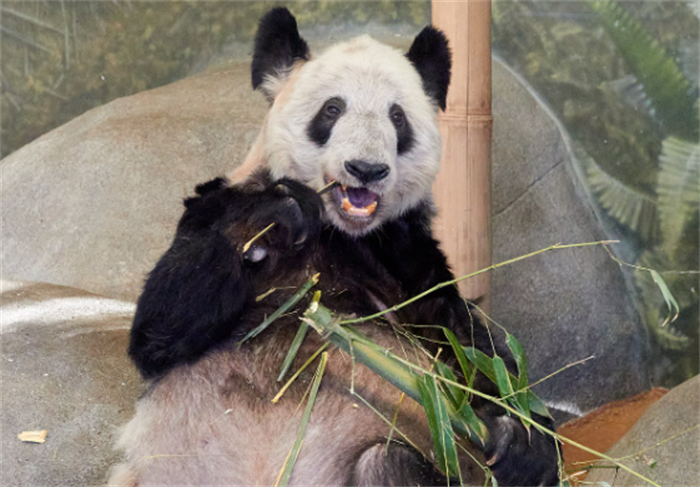 “丫丫”归来：大熊猫保护合作新起点，中美友谊再铸新章