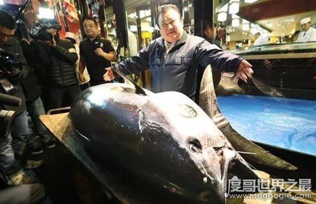 世界上最贵的金枪鱼，一条蓝鳍金枪鱼价格3个亿(贫穷限制了想象)