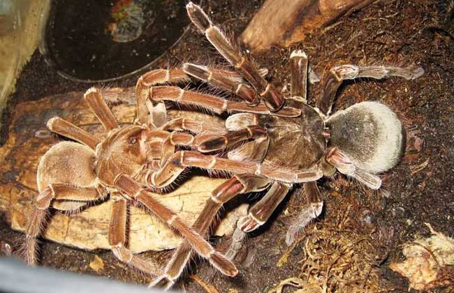 世界上最大的蜘蛛王，亚马逊巨人食鸟蛛可生吞一条毒蛇