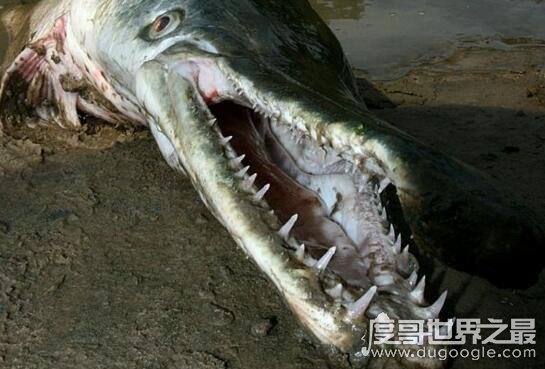 四川九龙猎塔湖水怪真相，水下三米长庞大怪兽
