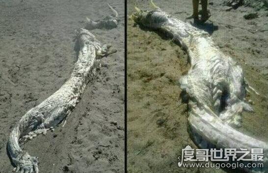 1934年营川坠龙事件真相，央视报道专家研究为鲸鱼尸体