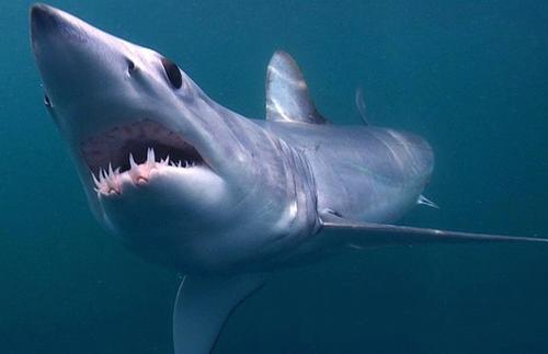 世界上速度最快的鲨鱼，浑身都是宝（濒危物种）