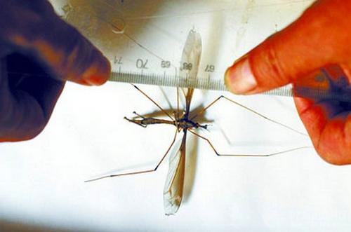 世界上最大的蚊子，有着华丽丽的名字（华丽巨蚊）