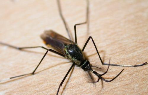 世界上最大的蚊子，有着华丽丽的名字（华丽巨蚊）