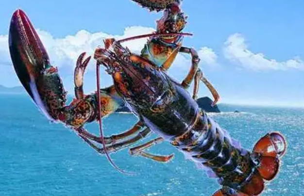 世界最大龙虾 长度达到1米多重达20公斤(波士顿龙虾)
