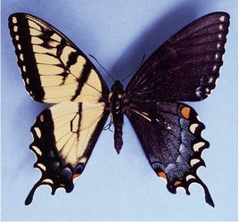 世界上最稀有的七种蝴蝶，两边翅膀不同性别（奇特的物种）