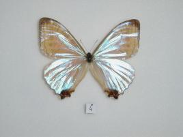 世界上最稀有的七种蝴蝶，两边翅膀不同性别（奇特的物种）