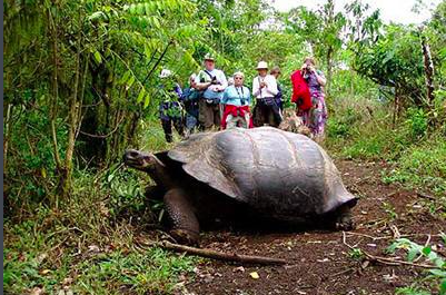 世界上最大的乌龟，龟壳就有一米多长（十分罕见）