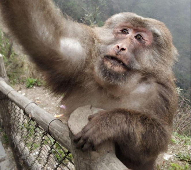峨眉山的猴子王被击毙 为啥游客和猴子产生战争？（峨眉山猴子）