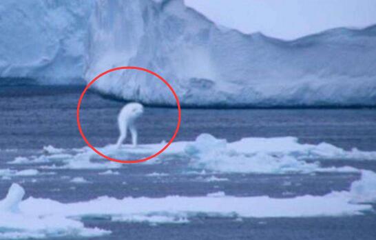 南极未知生物ningen，疑似日本人造人(高达30米)