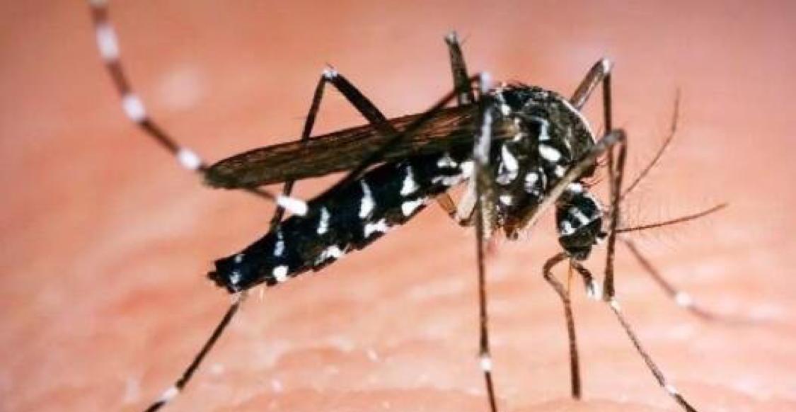 世界上毒性最强的蚊子，花蚊子吸血不分昼夜(传播非洲革登热)